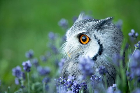 Southern White-faced Owl (Ptilopsis granti) captive, among flowers, Germany