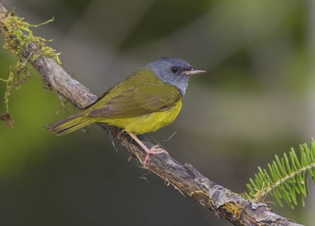 Canada, Manitoba, June