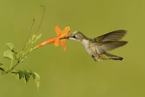 Ruby-throated Hummingbird (Archilochus colubris), Texas, USA