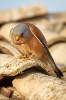 Lesser Kestrel (Falco naumanni), male eating a cricket, Castile-La Mancha
