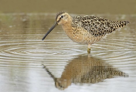 Short-billed Dowitcher (Limnodromus griseus), Manitoba, Canada