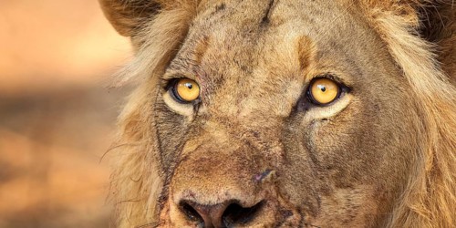 African Lion (Panthera leo) male portrait, Zambezi River, Zambia