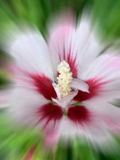 Althaea officinalis, rose mallow, shrub mallow, garden mallow, Syrian mallow, Sharon rose, festival