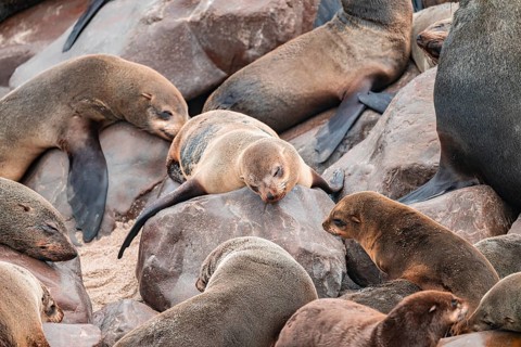 Seal colony, fur seal sleeping, Cape fur seal (Arctocephalus pusillus), Cape Cross, Atlantic coast,