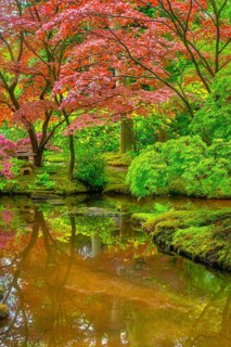 Little Japanese garden after rain, Park Clingendael, The Hague, Netherlands