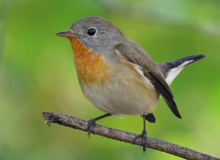 Taiga Flycatcher (Ficedula albicilla) male, Maharashtra, India