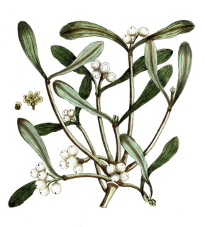 Viscum album, European mistletoe, digital reproduction of a historical original, between 1790 and