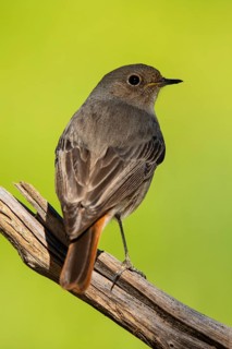 A detailed portrait of a Black Redstart, Phoenicurus ochruros, beautifully perched on a weathered