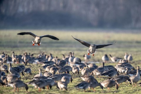 Bean geese (Anser fabalis), Emsland, Lower Saxony, Germany