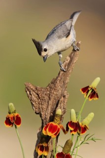 Black-crested Titmouse (Baeolophus atricristatus), Texas, USA