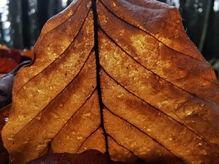 Illuminated close-up of a brown leaf with a distinctive structure and visible veins and cells in