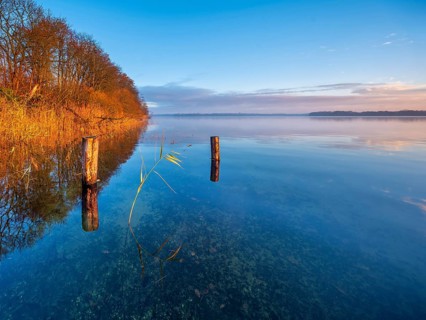 Posts and reeds in Schaalsee in the first morning light, reeds in autumn colors, Schaalsee