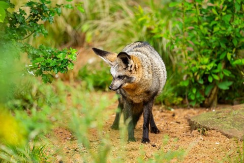 Bat-eared fox (Otocyon megalotis) walking on the ground looking for food, Bavaria, Germany