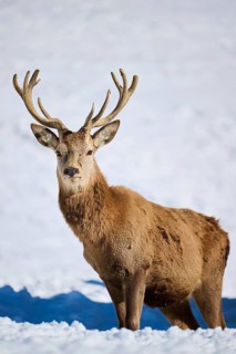 Red deer (Cervus elaphus) stag on a snowy meadow in the mountains in tirol, Kitzbühel, Wildpark