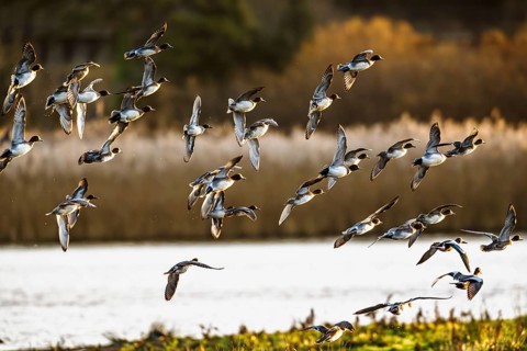 Eurasian Wigeon, Mareca penelope, birds in flight over marshes in Devon, England, United Kingdom