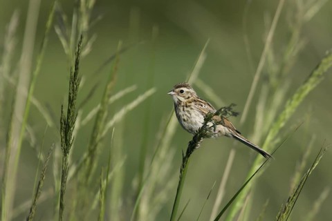 Pallas's Reed Bunting (Emberiza pallasi) juvenile, Dornod, Mongolia