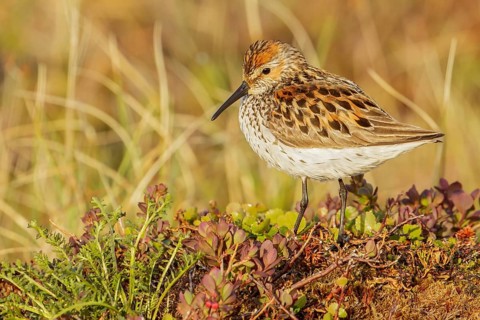 Western Sandpiper (Calidris mauri) perched on the tundra in Nome, Alaska