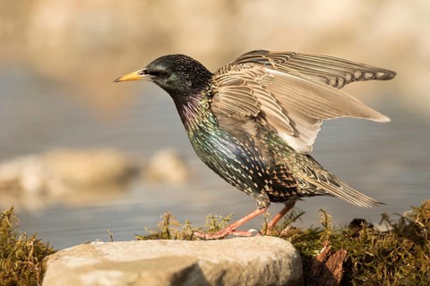 Common Starling (Sturnus vulgaris) male at waterhole, Bavaria, Germany