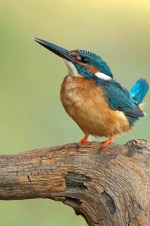 Common Kingfisher (Alcedo atthis) juvenile male, Nizhegorodskaya, Russia