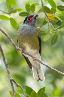 Australasian Figbird (Sphecotheres vieilloti) perched on a branch in eastern Australia