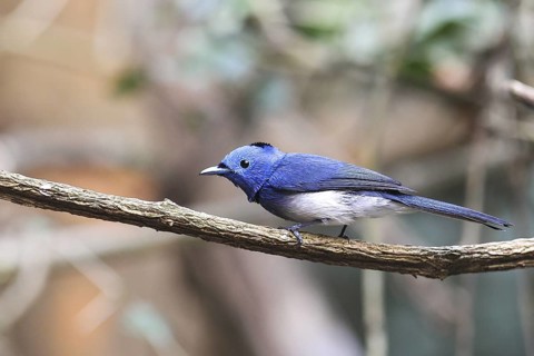 Black-naped Monarch (Hypothymis azurea) male perched on a branch, Kaeng Krachan, Thailand