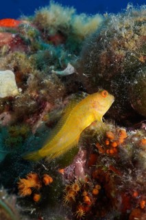 Variable blenny (Parablennius pilicornis) in the Mediterranean Sea near Hyères. Dive site Giens