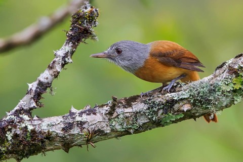 Grey-hooded Attila (Attila rufus) perched on a branch in the Atlantic rainforest of southeast