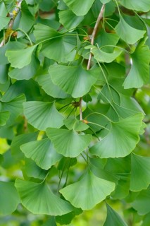 Maidenhair tree (Ginkgo biloba), Giessen Botanical Garden, Federal Republic of Germany
