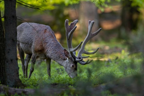 The red deer (Cervus elaphus) savours the fresh shoots of the bilberry, in mid-July the new antlers