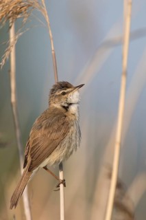 Paddyfield Warbler - Feldrohrsänger - Acrocephalus agricola ssp. septimus, Russia (Ural)