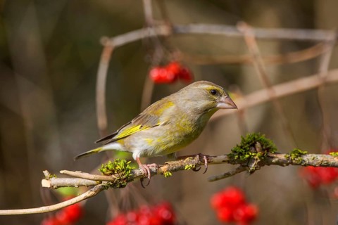 Greenfinch (Carduelis cloris) male on a branch with red berries and curved branches,