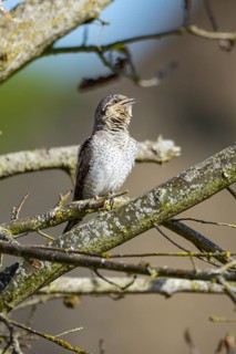 Eurasian wryneck (Jynx torquilla) Germany