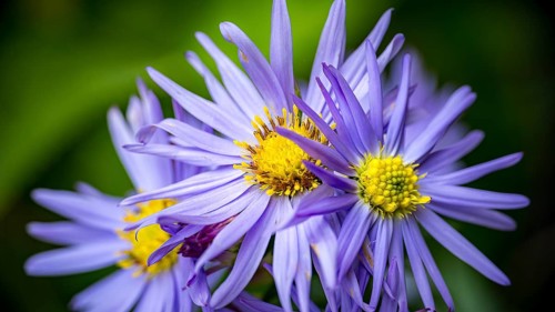 Vibrant and detailed close-up of European Michaelmas-daisy flowers with a soft-focus background