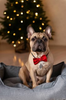 A charming French bulldog wearing a red bow tie sits in a cozy gray dog bed Behind him, a