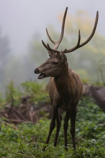 Young red deer buck with small antlers in a forest