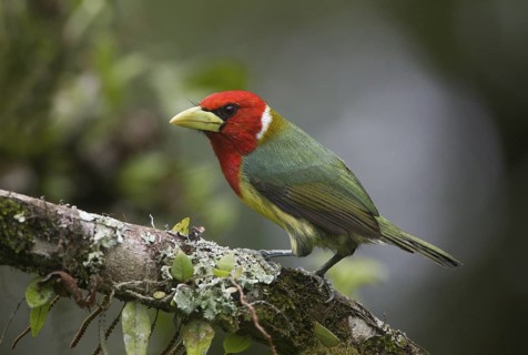 Red-headed Barbet (Eubucco bourcierii) male, Pichincha, Ecuador