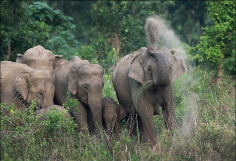 Indian Elephant (Elephas maximus indicus) herd of females dusting, Jaldapara National Park, India