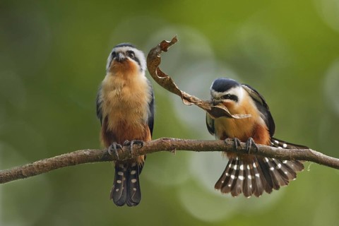 Collared Falconet (Microhierax caerulescens) pair displaying, Darjeeling, India