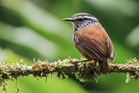 Gray-breasted Wood Wren (Henicorhina leucophrys) perched on a branch in Ecuador, South America