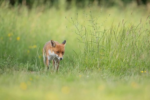 Red fox (Vulpes vulpes) adult wild animal in grassland in summer, England, United Kingdom