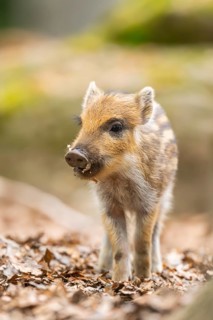 Wild boar (Sus scrofa) piglet standing in a forest, Bavaria, Germany
