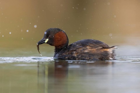 Little Grebe (Tachybaptus ruficollis) with fish prey in its beak, North Rhine-Westphalia, Germany