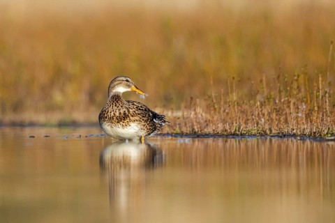 Gadwall (Mareca strepera) female, North Rhine-Westphalia, Germany