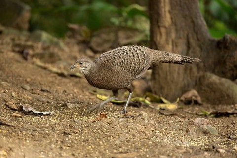 Grey Peacock-Pheasant (Polyplectron bicalcaratum) female, Yunnan, China