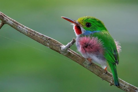 Cuban Tody (Todus multicolor) perched on a branch in Cuba