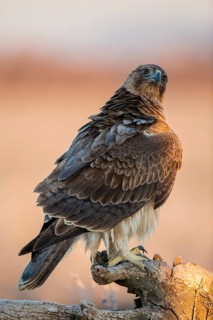 Bonelli's Eagle (Aquila fasciata) juvenile, Castile-La Mancha, Spain