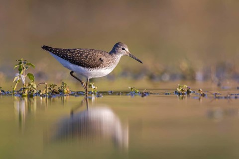 Green Sandpiper (Tringa ochropus) foraging, North Rhine-Westphalia, Germany