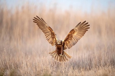 Western Marsh Harrier (Circus aeruginosus) female flying, Castile-La Mancha, Spain