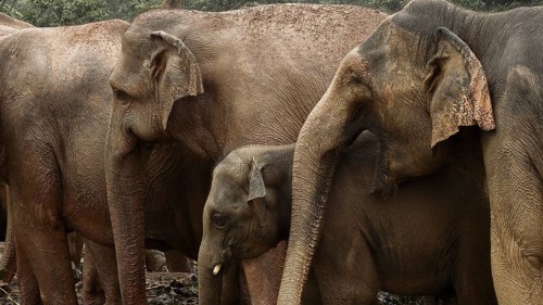 Three Asian elephants (elephas maximus), including a young one, form a close herd, Pinnawela