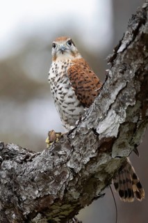 Mauritius Kestrel (Falco punctatus) with lizard prey, Mauritius